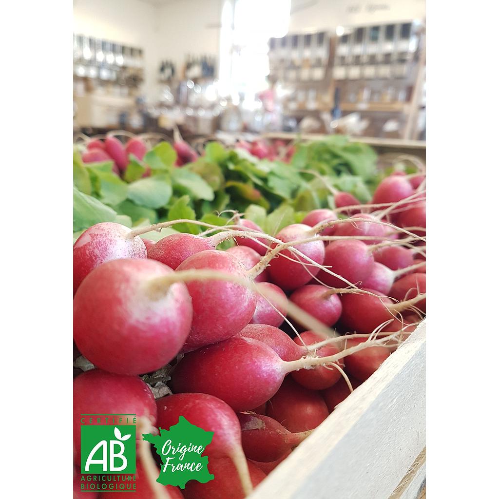 Radis rose botte Bio France