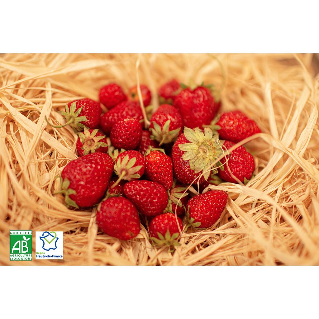 Fraises rondes Bio France Barquette 500g