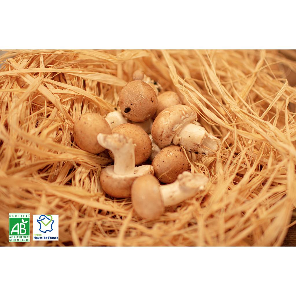 Champignon Blond Hauts-de-France Bio 250g